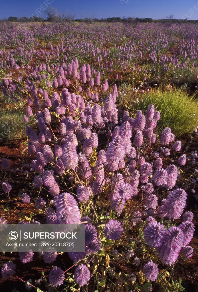 Tall mulla mulla (Ptilotus exaltatus) southwestern Pilbara, Western Australia