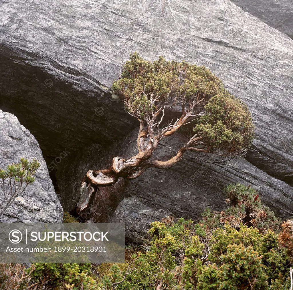 Wind-stunted tree in crevice Western Arthur Ranges, Southwest National Park, Tasmania, Australia