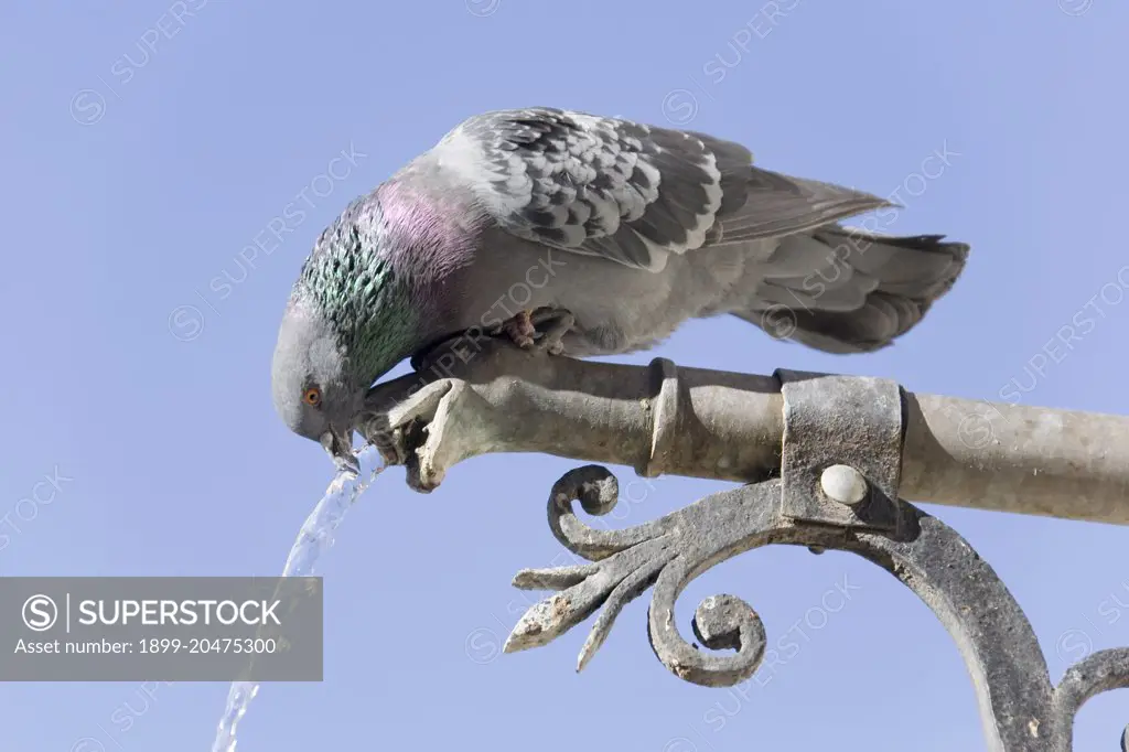 Pigeon Drinking To A Fountain, Forcalquier, France