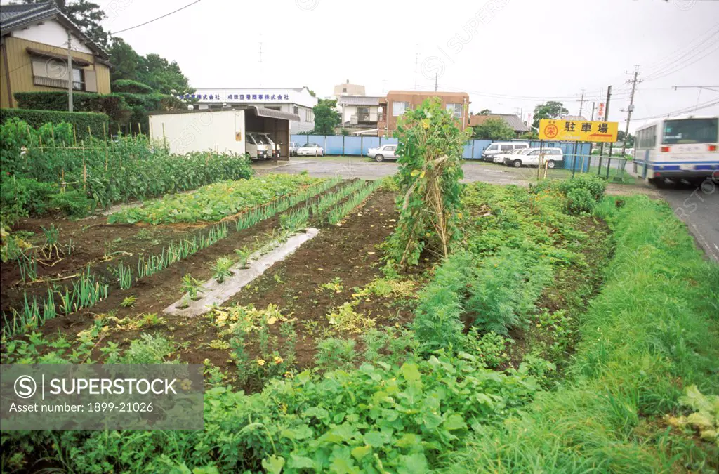Small fragment of land for vegetables. 