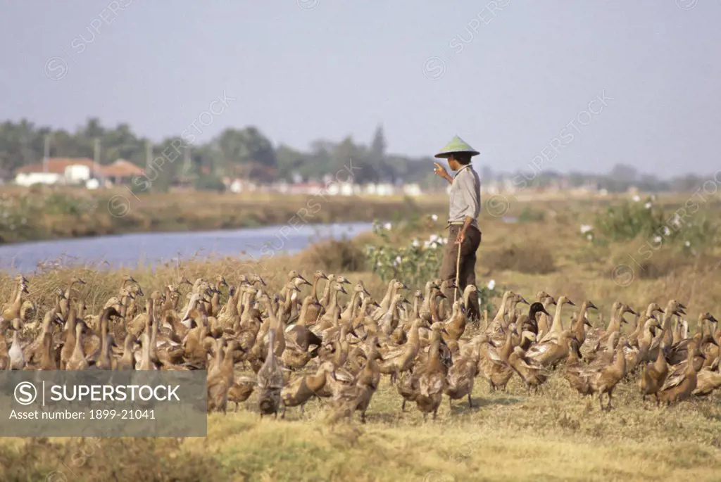 Javan duck herder counting ducks, separates the ducks using his cane stick, Indonesia. The ducks are kept in stock yards like cattle, for meat and eggs. 