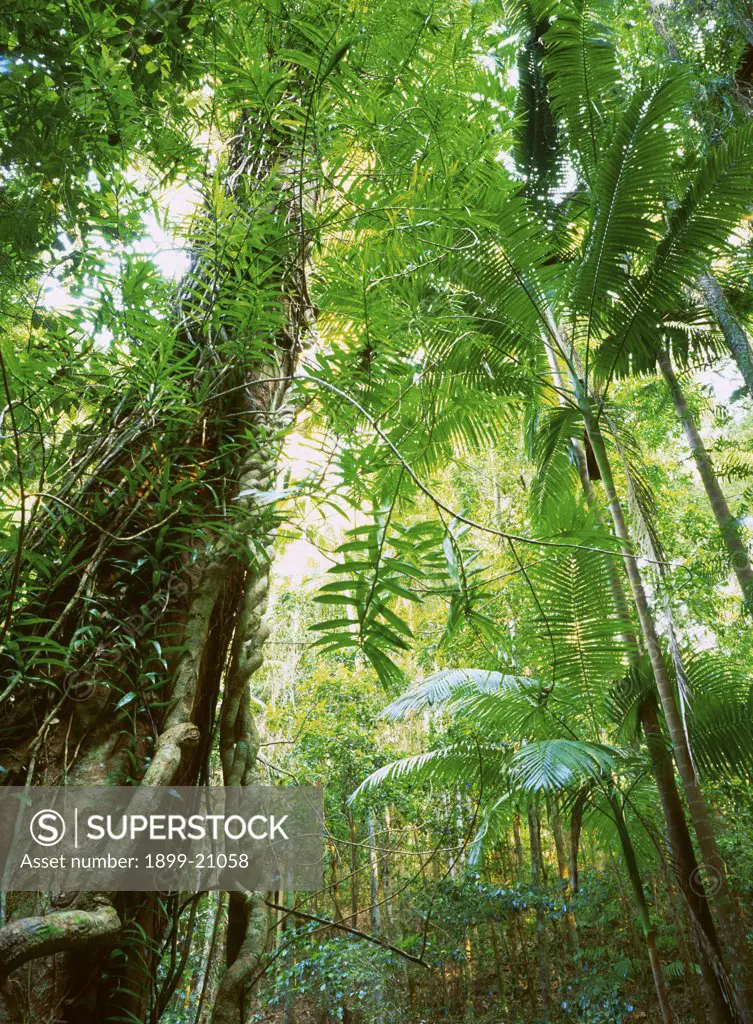 Lush subtropical rainforest of Piccabeen Palm beside Woongoolbver Creek, Fraser Island World Heritage Area, Queensland, Australia, Australia. Fraser Island supports dense vegetation and recycles its own dead matter for nutrients.