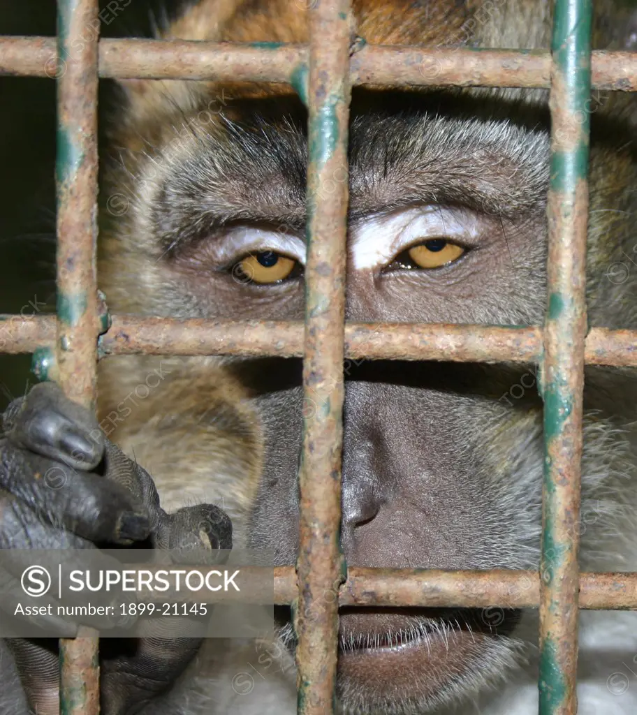 Macaque in captivity, Palawan, Philippines, Philippines . 