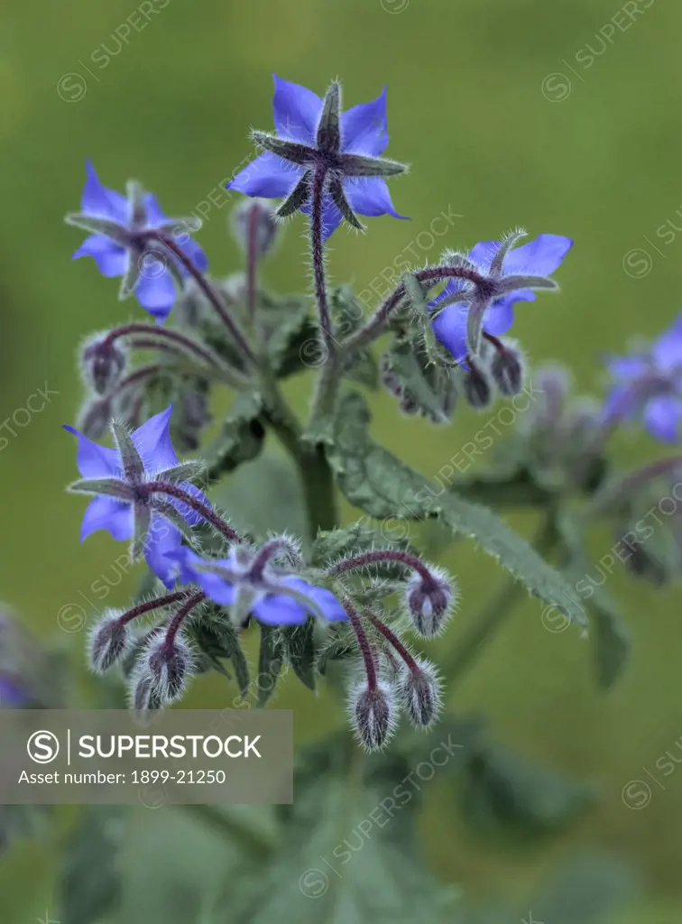 Borage, Borago officinalis, United Kingdom. Borage, Borago officinalis. Blue, star shaped flowers. Image of herb in natural habitat with green leaves visible. Plant used to treat depression and stress and may reduce cholesterol. 