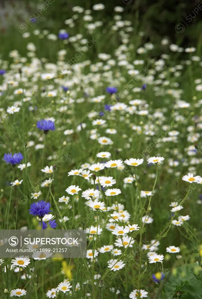 Wildlower meadow on a piece of intentionally planted derelict land in Deptford, South London, United Kingdom. Flowers include ox eye daisies and cornflowers. 