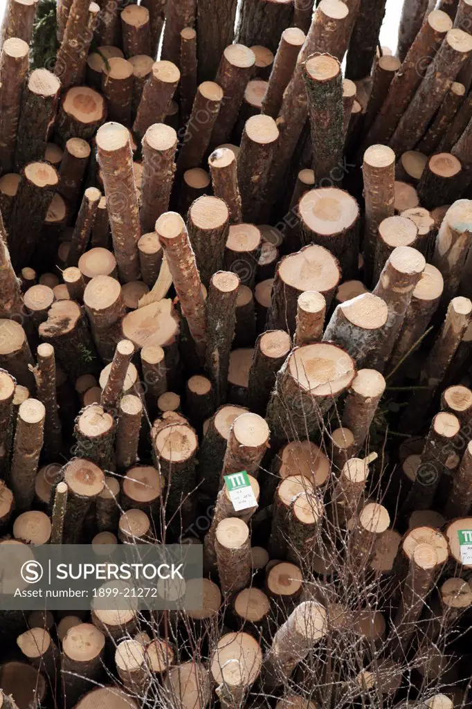 Cut pine logs awaiting transportation to paper mill. . 
