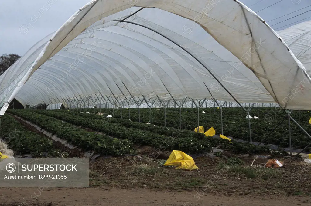 Polytunnel with crops, United Kingdom. Polytunnel which works as a green house allowing crops to grow all year round, extends growing season. Large scale poly tunnels are unsightly.