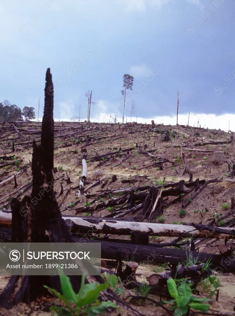 Burnt tropical rainforest, cleared for agriculturecausing a loss of biodiversity. . 