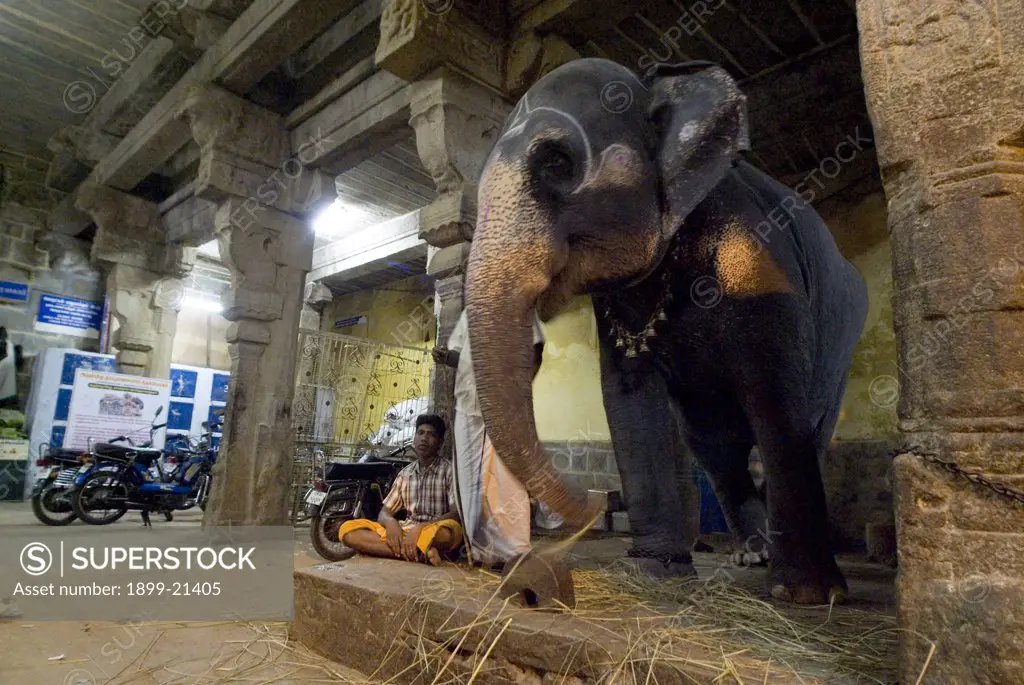 Temple elephant on display. 