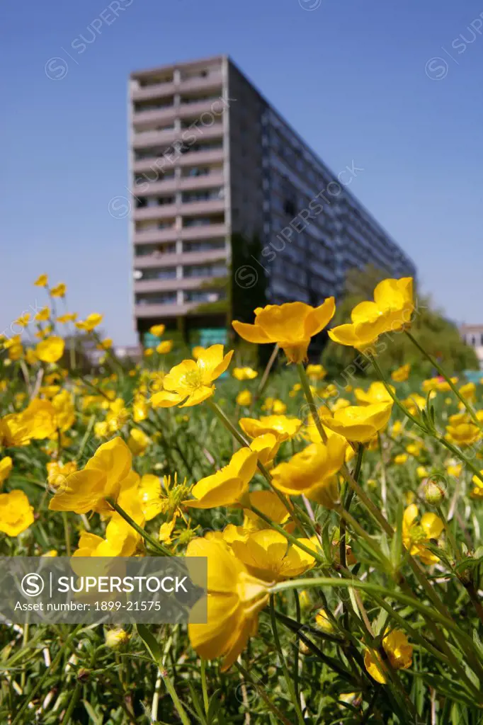 Buttercups, Ranunculus sp. in front of high rise flats, United Kingdom. 