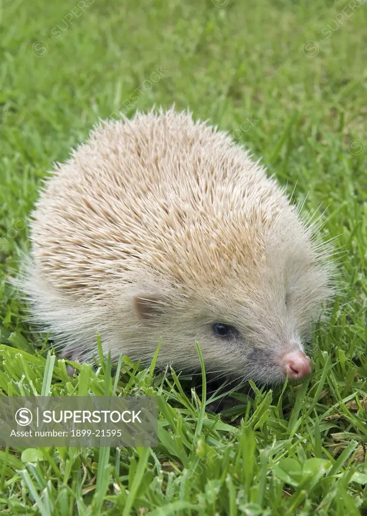 Blonde' (semi-albino) Hedgehog (Erinaceus europaeus) on lawn - Gower, South Wales, United Kingdom. 