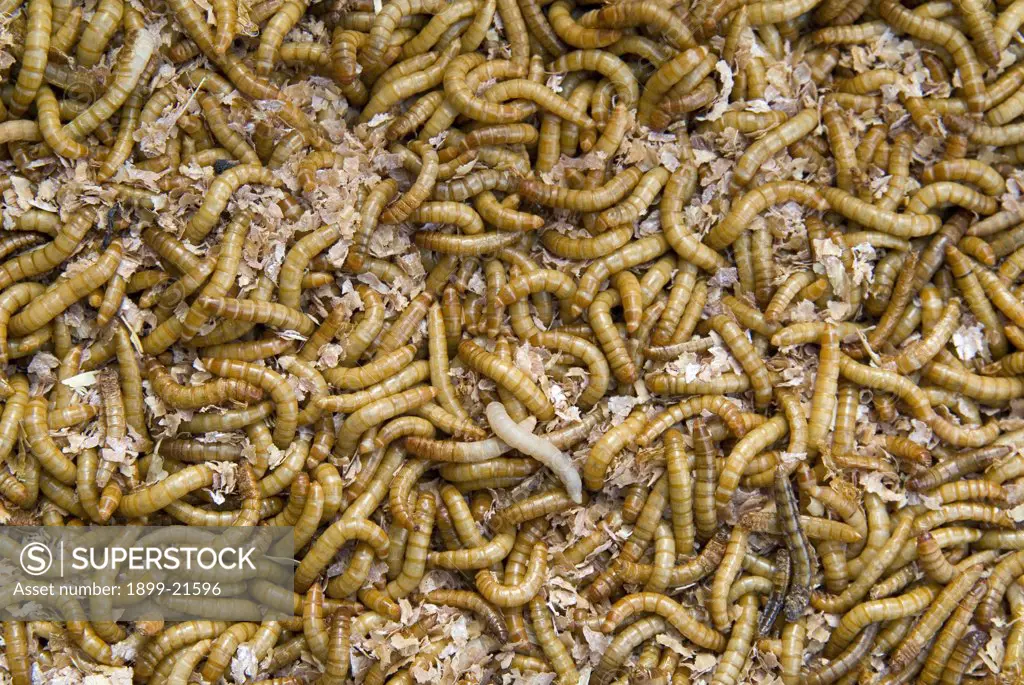 Live Mealworms (yellow mealworm - Tenebrio molitor) on bed of bran, natural birdfood in wildlife rehabilitation centre, Gower, South Wales. 