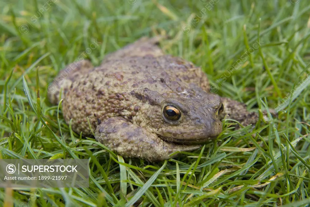 Common Toad (Bufo bufo) - adult in grass, Gower, South Wales. 