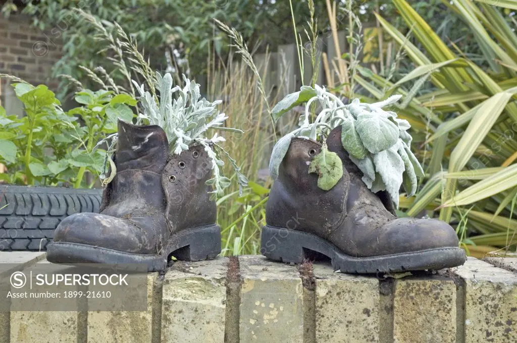 Old boots used as recycled planters - Gillespie Park, Highbury, London, England, UK. 