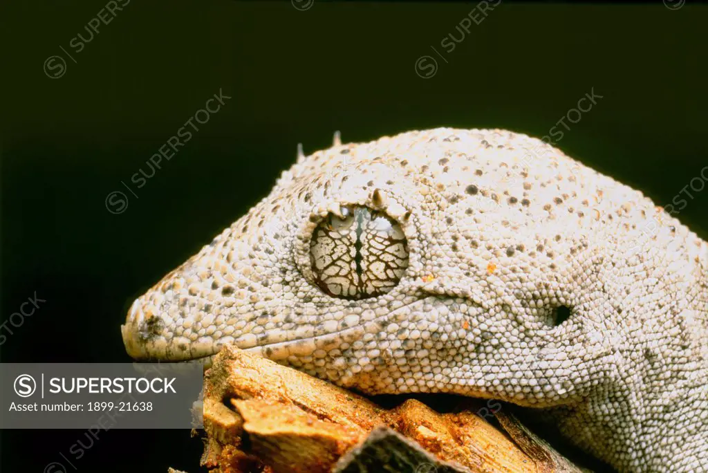Ornate iris of the Spiny-tailed Gecko, Diplodactylus ciliaris, Australia. Ornate iris of the Spiny-tailed Gecko (Diplodactylus ciliaris) - is visible when the pupil is contracted to its zig-zag slit. Isolated bright orange tubercles on the skin are a feature of this elegant, widespread and variable gecko species complex.