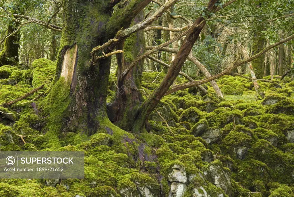 Pure Yew woodland, Taxus baccata, Ireland. Pure Yew woodland (Taxus baccata) - trees rooted into fissures in bare limestone, little ground flora but abundant bryophyte layer (mosses & liverworts), 1 of only 3 in Europe, listed as 'Priority Habitat' under annex1 of EU Habitats Directive, Reennadinna (aka. Rennadinna) Wood, Muckross,. Killarney National Park (UNESCO Biosphere Reserve). Kerry, Republic of Ireland.