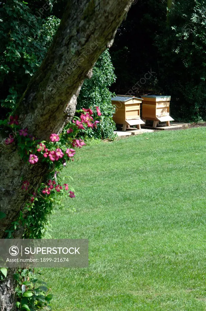 Bee keeping - hives in garden, United Kingdom. 