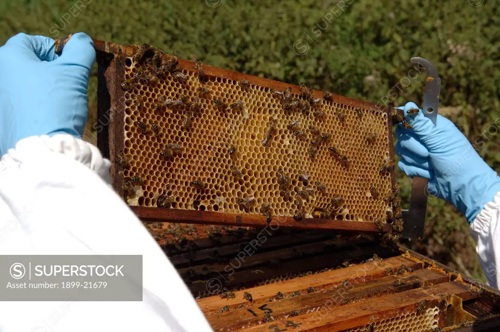 Bee keeping - examining comb, United Kingdom. 