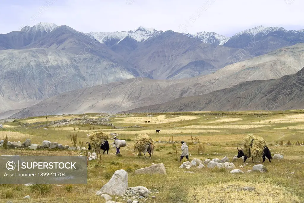 Villagers & dzos (yak/cow hybrid) carrying winter straw on fertile high altitude (approx. 4,500m) plateau looking into snow capped mountain range beyond. Khema, Nubra, Ladakh, Jammu & Kashmir, Himalayas, India. 