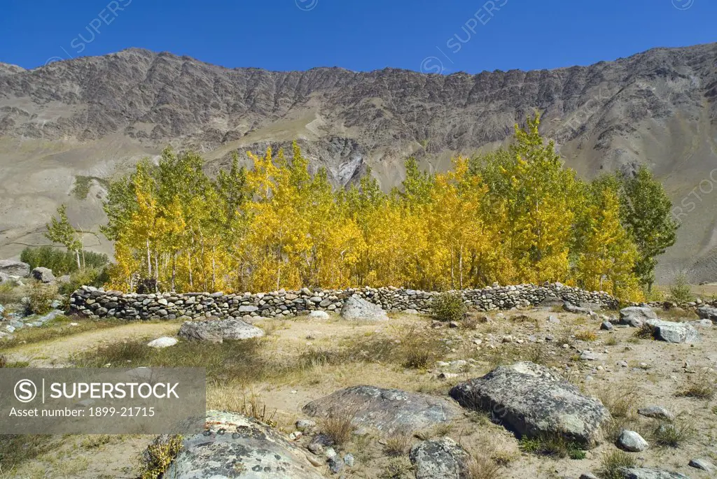 Poplar (Populus sp.) plantation (for building timber etc.) in high altitude desert near remote Himalayan mountain village. Reru (aka. Raru) Lungnak valley, Zanskar, Ladakh, Jammu & Kashmir, India. 