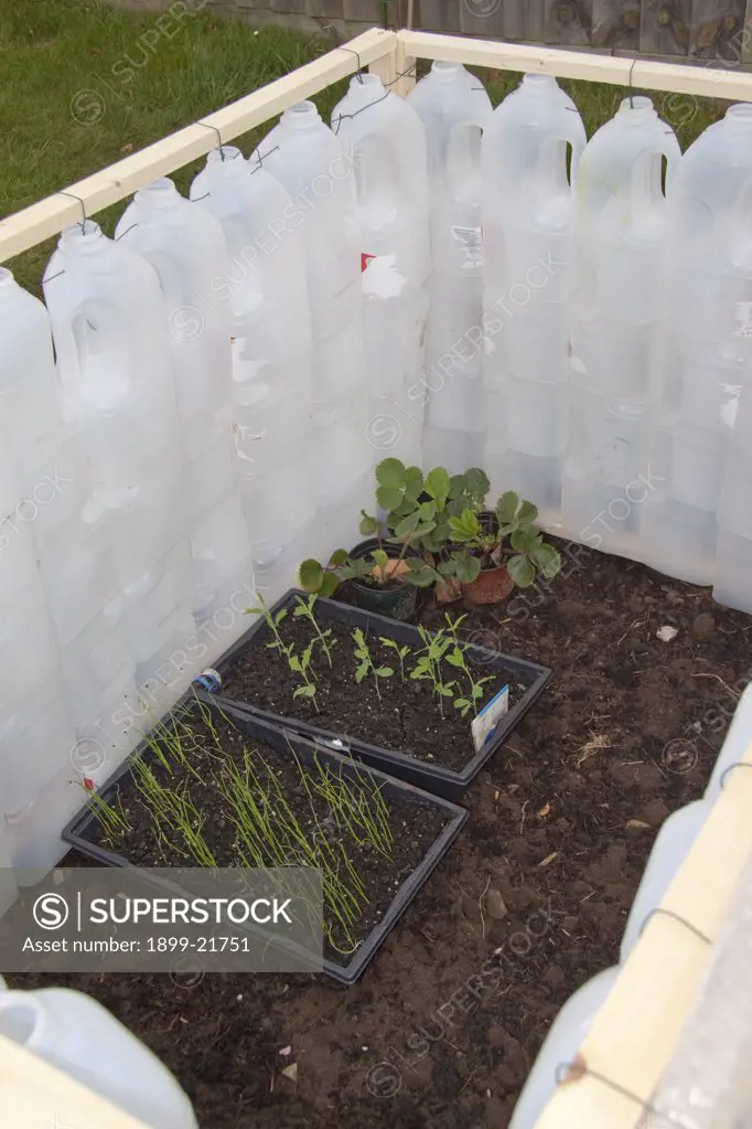 Cold frame made from old plastic milk bottles. Plastic acts a good insulator from the cold and still lets light through.