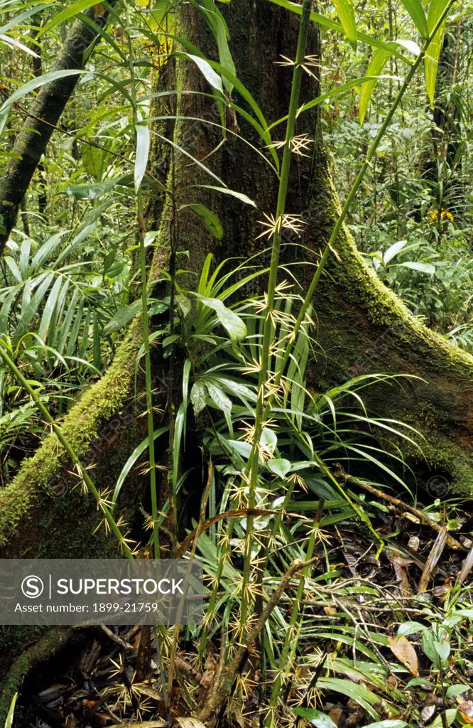 Buttressed tree and rattan palm in tropical rainforest of Tanjung Puting National Park, Central Kalimantan, Borneo, Indonesia. 