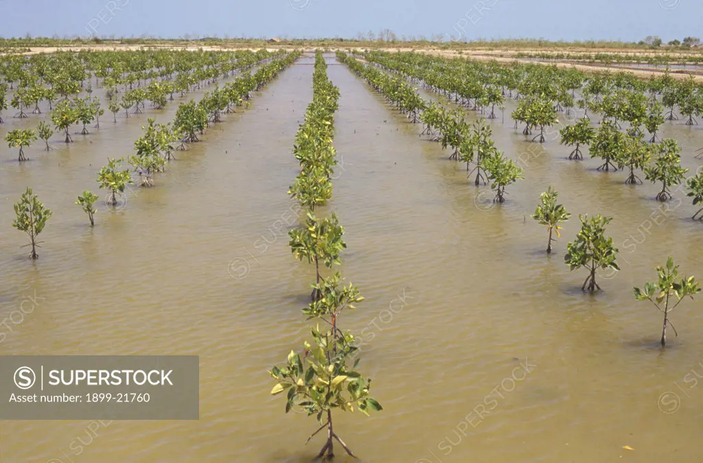 Mangrove (Rhizophora) replanted in fish and prawn farm ponds, Indonesia. Mangrove (Rhizophora) replanted in fish and prawn farm ponds, Central Java. Mangrove loss caused decline in productivity due to nutrient loss so mangroves are being replanted to restore nutrients and productivity. 