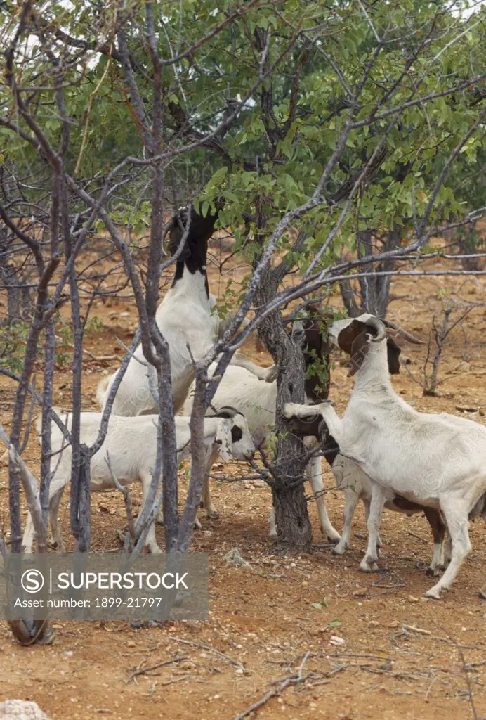 NAMIBIA Farming. Goats causing deforestation by eating young trees on the edge of the desert.. 
