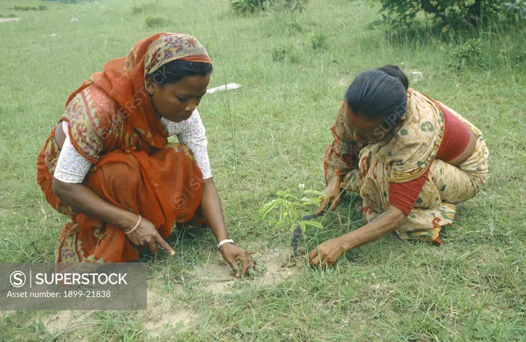 NEPAL Saptari. Women planting tree sapling as part of community reforestation project. .  