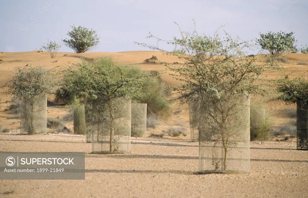 UAE Dubai Reforestation on an extinct lake bed at the Al Maha Desert Resort.. 