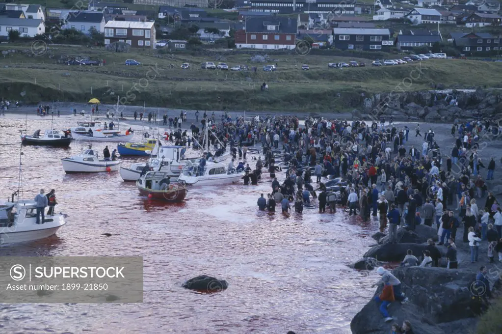 DENMARK Faroe Islands Streymoy Island Torshavn.  Grindadrap traditional killing of pods of pilot whales.  Crowds gathered on beach to watch flotilla of small fishing boats bring in whale carcasses. . 
