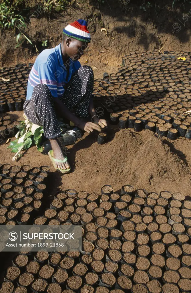 TANZANIA West Ngara. Reforestation project. Refugee working in a plant nursery. Refugees from the Congo and Rwanda fleeing conflict in Burundi Zaire..  