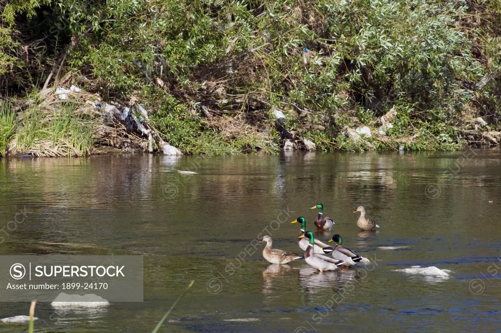 Pollution in the Los Angeles River, USA. Ducks with plastic bags left behind from recent runoff in the LA River at the Sepulveda Basin Wildlife Area. San Fernando Valley, California, USA. 