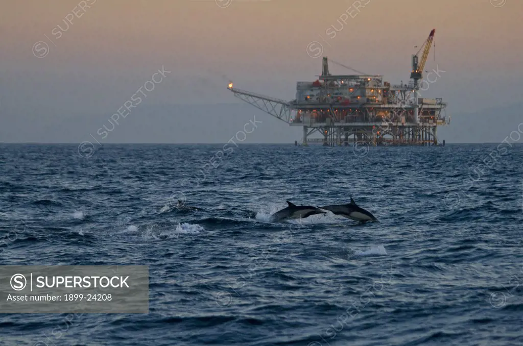 A pod of Dolphins leap out of the water in the shadow of an oil derrick in the Catalina Channel off Long Beach, California, USA. 