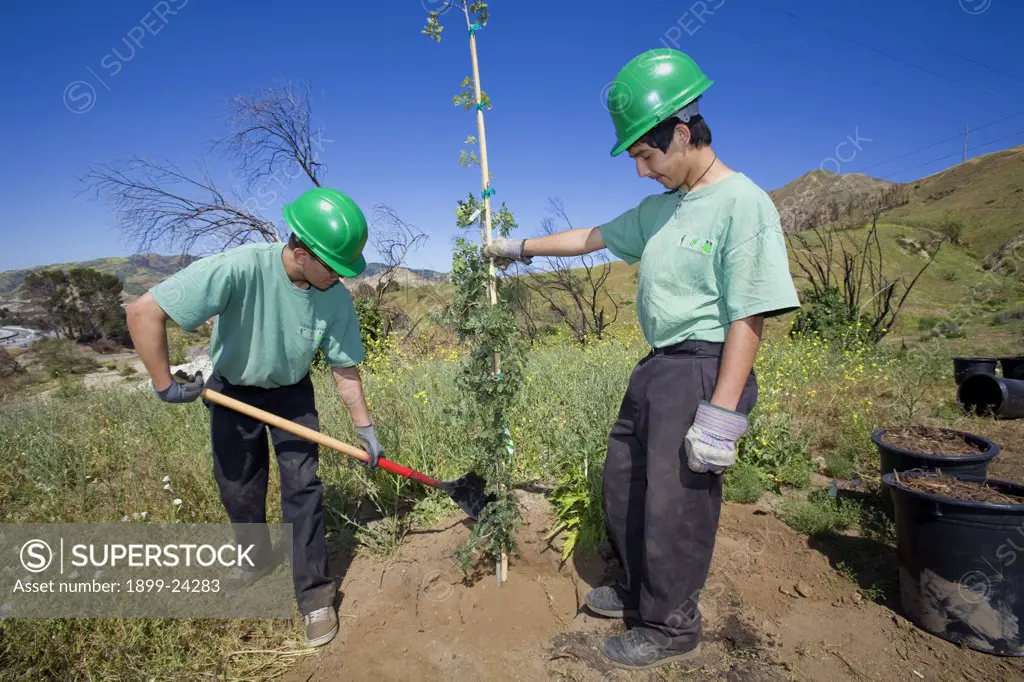 LA Conservation Corps plant a tree at a Tree planting to reforest Stetson Ranch Park in Sylmar after the 2008 devastating wildfire. . 