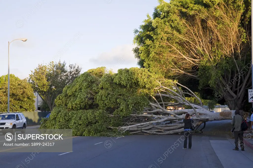 Fallen tree blocks Bundy Blvd. in Los Angeles, California, USA. 