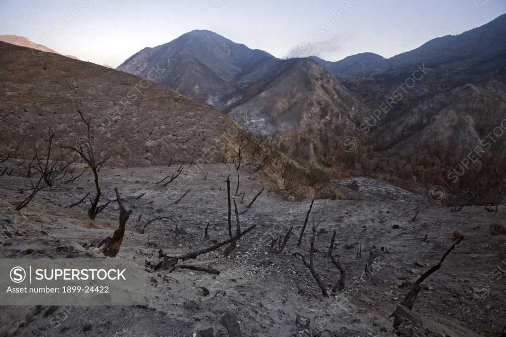 Scorched earth and burnt trees. Scorched earth and burnt trees along Big Tujunga Canyon road from Station fire in September, 2009. San Gabriel Mountains, Angeles National Forest, Los Angeles, California ,USA