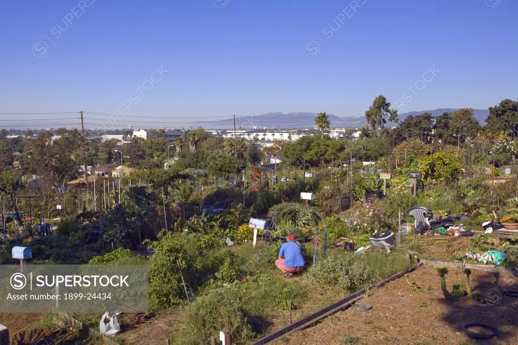 Community Garden. Ocean View Farms Community Garden, West Los Angeles, California, USA