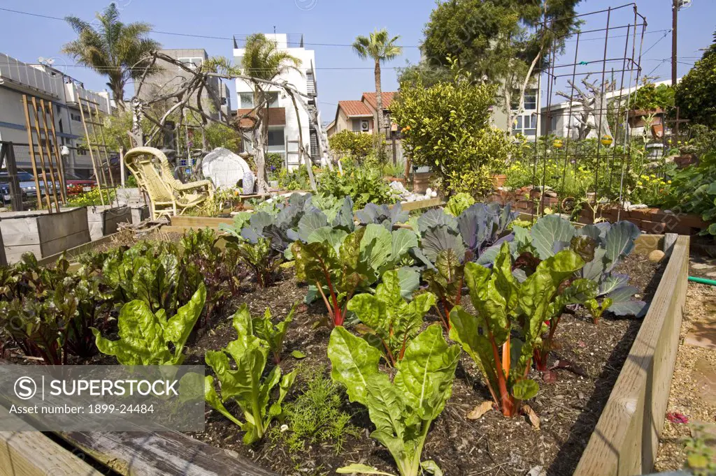 Greens growing in containers in Eastwind Community Gardens, Marina Del Rey, Los Angeles, California, USA. 