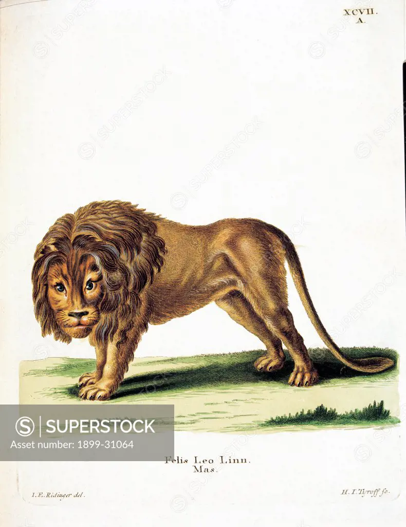 Color lithographs with African animals, by Unknown, 18th Century, litography. Italy, private collection. All lion grassland environment savannah inscription Felis Leo brown green.
