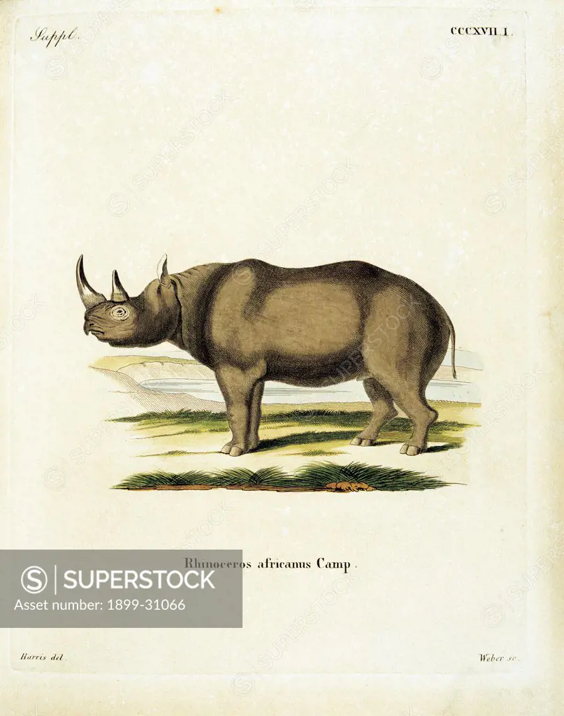 Color lithographs with African animals, by Unknown, 18th Century, litography. Italy, private collection. All rhinoceros: rhino horn landscape environment savannah inscription Rhinoceros Africanus brown green gray.