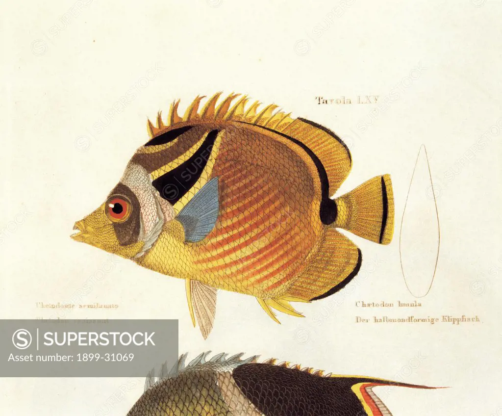 Color lithographs with fishes, by Unknown, 1830, 19th Century, litography. Italy, private collection. Whole artwork. Butterfly-fish inscription Chaetodon lunula scales fins: flippers stripes tail yellow light blue: azure orange.
