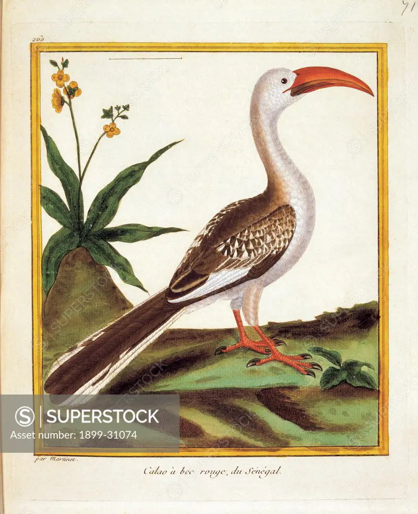 Color lithographs with African animals, by Unknown, 18th Century, litography. Italy, private collection. All bird resting: standing: perching on a flowered meadow serpentarium Latin inscription in italics stating the species gagittarius serpentarius curved: bent beak: bill orange white and black plumage: feathers.