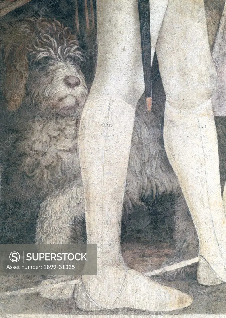 Decoration of the Camera degli Sposi (Camera Picta), by Mantegna Andrea, 1465 - 1474, 15th Century, fresco and ""dry"" tempera. Italy, Lombardy, Mantua, Ducal Palace. Detail. The legs of Ludovico III Gonzaga wearing clear tight trousers, dog crouched. Western wall The meeting between Ludovico Gonzaga and his sons Federico and Francesco, right-hand episode: scene..