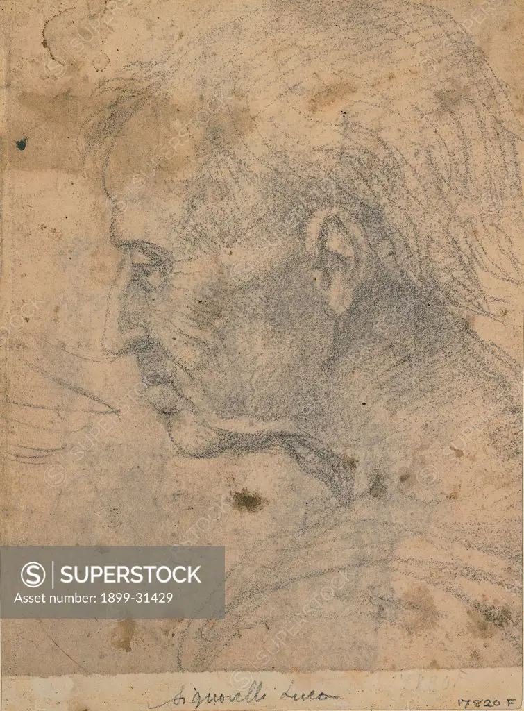 Male profile, by Signorelli Luca, 16th Century, black pencil. Italy, Tuscany, Florence, Uffizi Gallery, Drawings and Prints Cabinet. Whole artwork. Face of an aged man by profile hair receding hair-line wide: broad: high forehead aquiline nose neck shoulder.