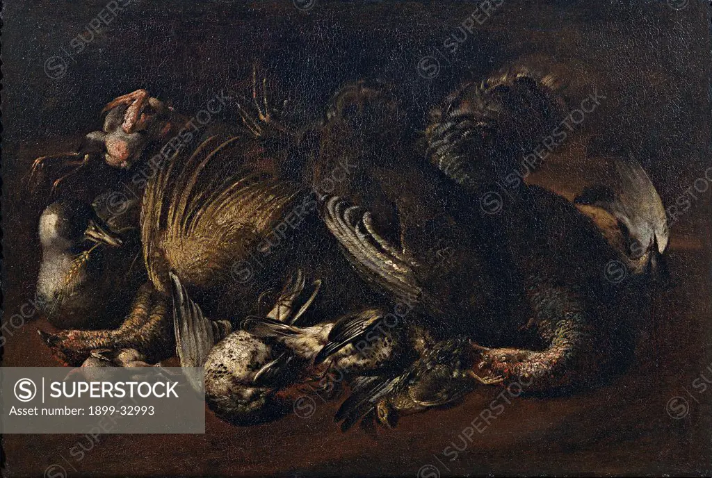 Still Life with Game, by Cittadini Pier Francesco, 17th Century, oil on canvas. Italy, Emilia Romagna, Modena, Estense Gallery. Whole artwork. Still life game birds white black dark: brown tones: hues: shades pink light shade: shadow.