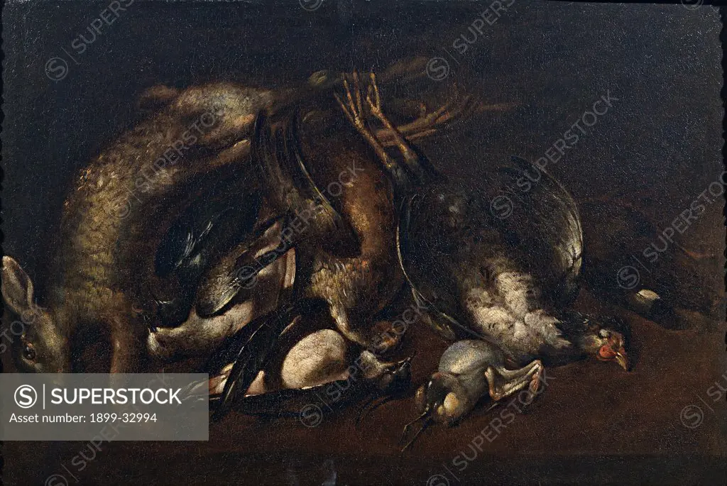 Still Life with Game, by Cittadini Pier Francesco, 17th Century, oil on canvas. Italy, Emilia Romagna, Modena, Estense Gallery. Whole artwork. Still life with game birds white black dark: brown tones: hues: shades hare.