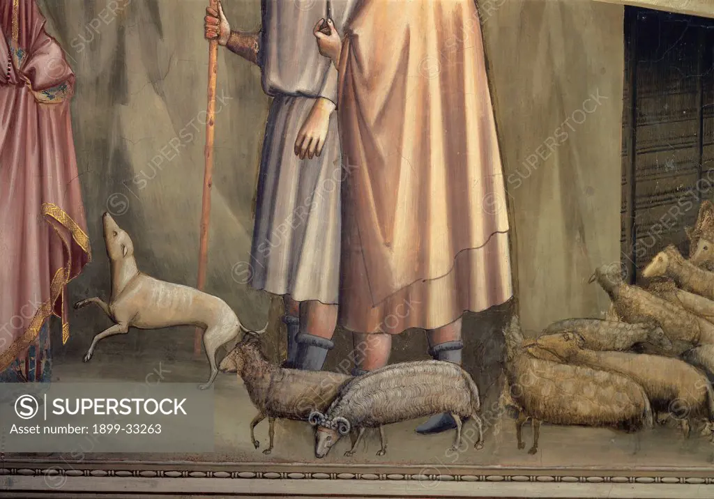 Fresco cycle in the Scrovegni Chapel, by Giotto, 1304 - 1306, 14th Century, fresco. Italy, Veneto, Padua, Scrovegni Chapel. Detail. Scenes from the Life of Joachim and Anna, Joachim among the shepherds sheep flock rams on the fresco bottom.