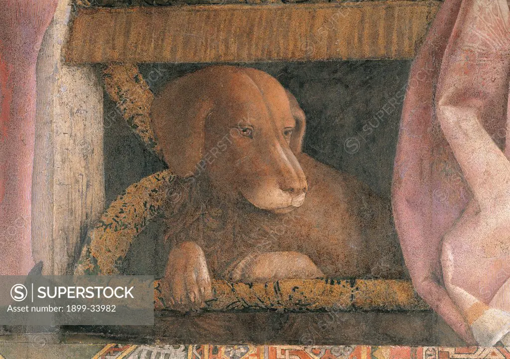 Decoration of the Camera degli Sposi (Camera Picta), by Mantegna Andrea, 1465 - 1474, 15th Century, fresco and dry tempera. Italy. Lombardy. Mantua. Ducal Palace. North wall or the chimney wall. The Court. Detail of the dog Rubino curled up under the armchair of the Marquis brown pink