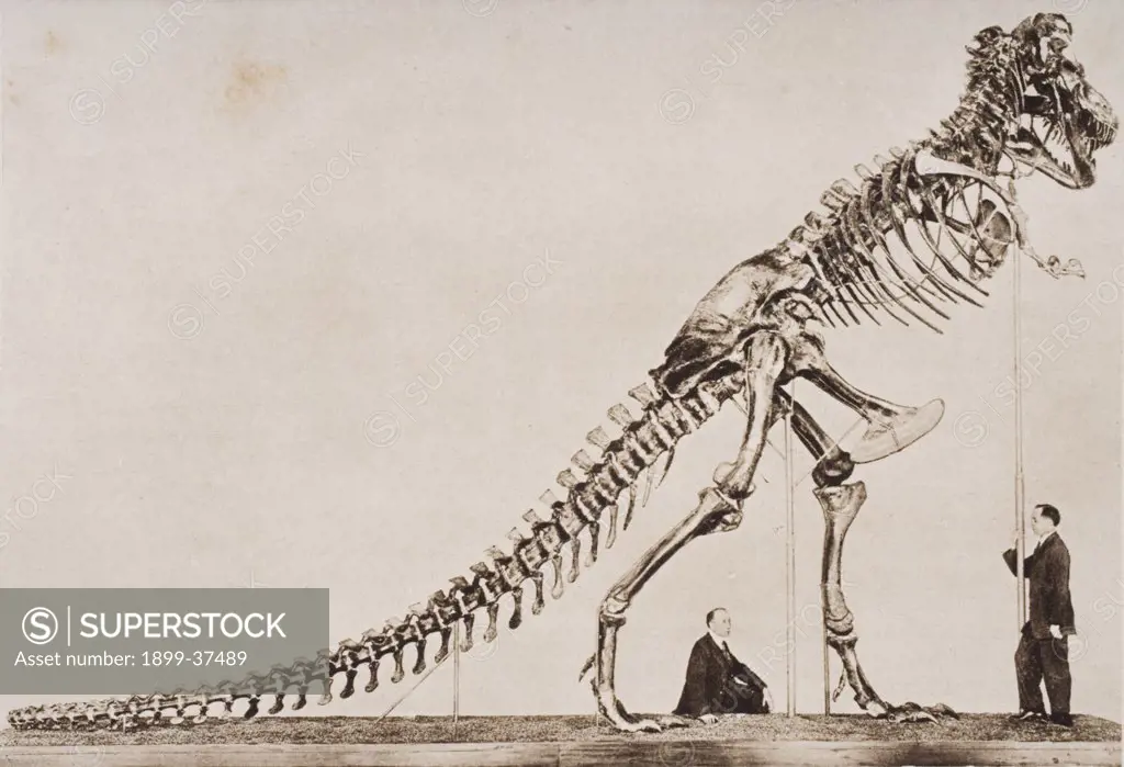 Historical illustration of dinosaur skeleton